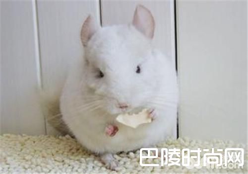 粉白龙猫 粉白龙猫