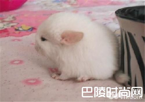 粉白龙猫 粉白龙猫