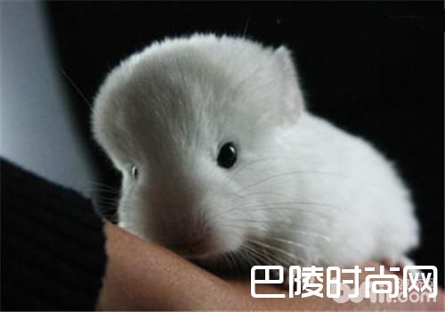 粉白龙猫 粉白龙猫